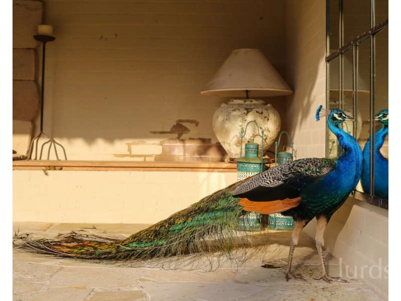 712 Wollombi Road, Broke NSW 2330