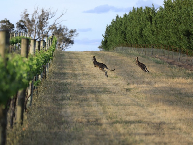 2918 Barton Highway, Murrumbateman NSW 2582