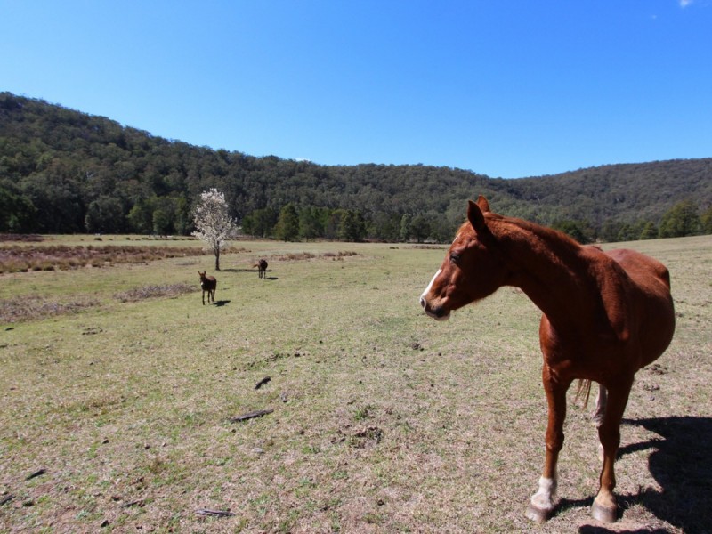 5549 George Downes Drive, Laguna NSW 2325