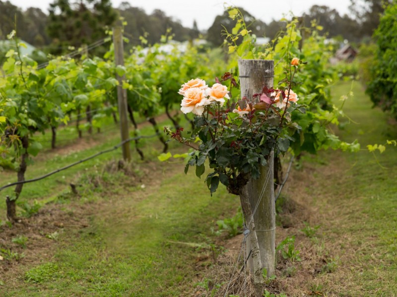 Lot 50 Kelman Estate, 2 Oakey Creek Road, Pokolbin NSW 2320