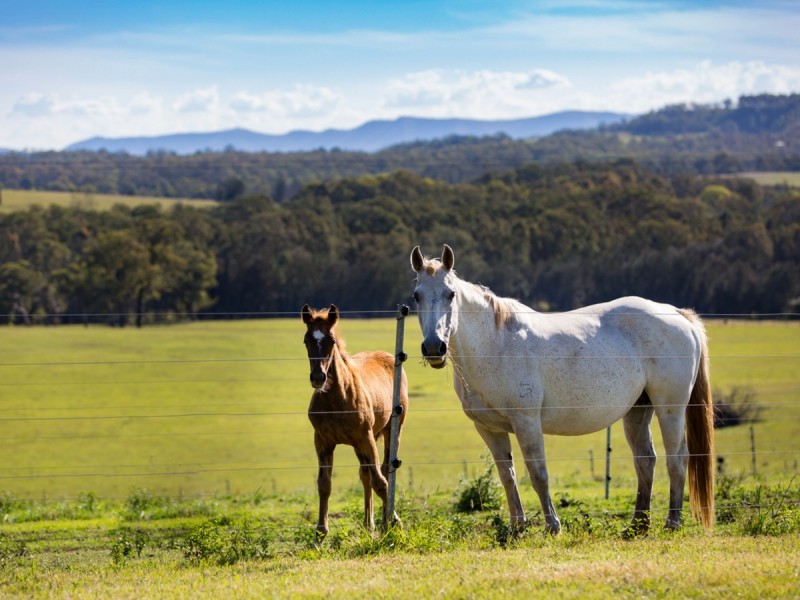 1353 New England Highway, Harpers Hill NSW 2321