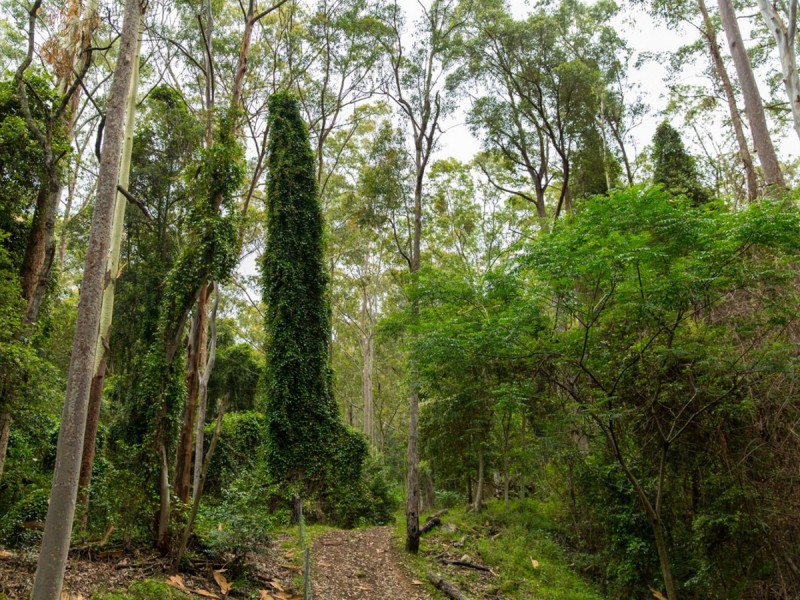 57 Emily Road, Mount Vincent NSW 2323