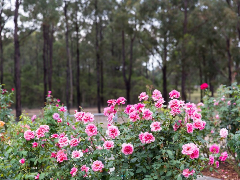 96 Ironbark Lane, Nulkaba NSW 2325