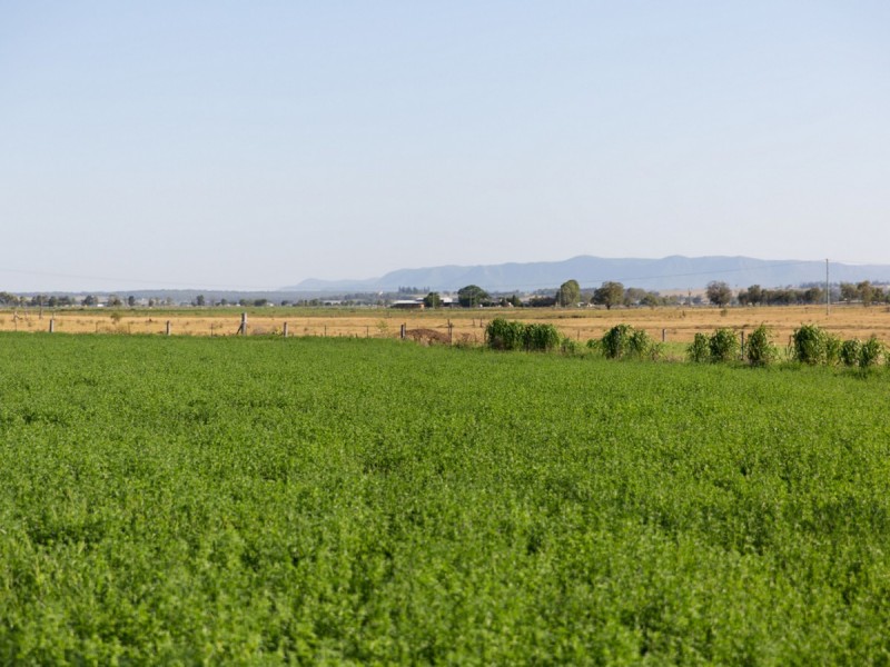 64 Dangar Road, Singleton NSW 2330