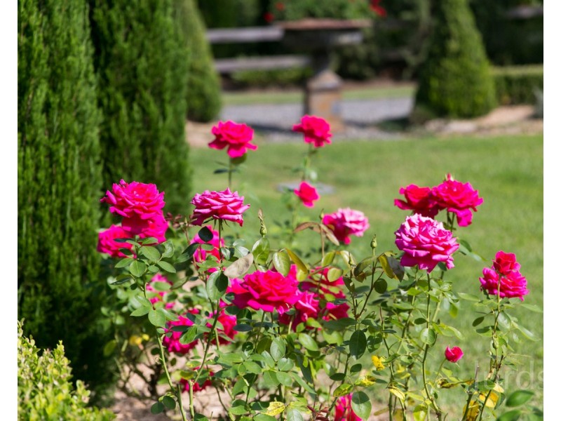 Lot 59 Kelman Estate, 2 Oakey Creek Road, Pokolbin NSW 2320