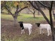 42 Londons Road, Lovedale NSW 2325