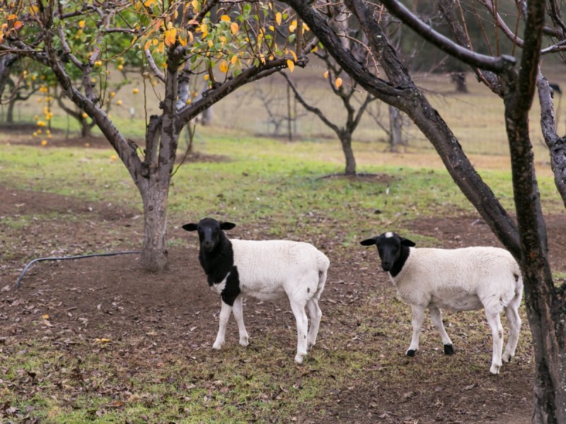 42 Londons Road, Lovedale NSW 2325