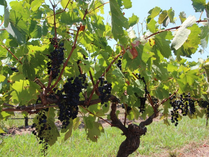 Lot 5 Deasys Road, Pokolbin NSW 2320