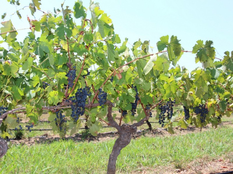 Lot 5 Deasys Road, Pokolbin NSW 2320