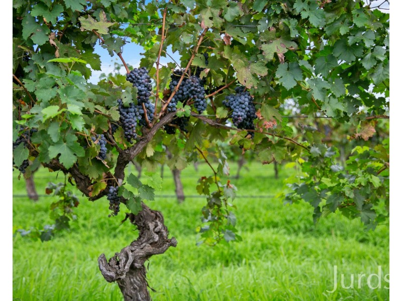 29 Palmers Lane, Pokolbin NSW 2320