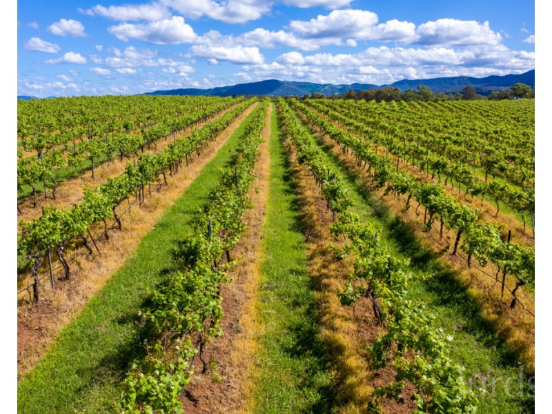 59 Palmers Lane, Pokolbin NSW 2320