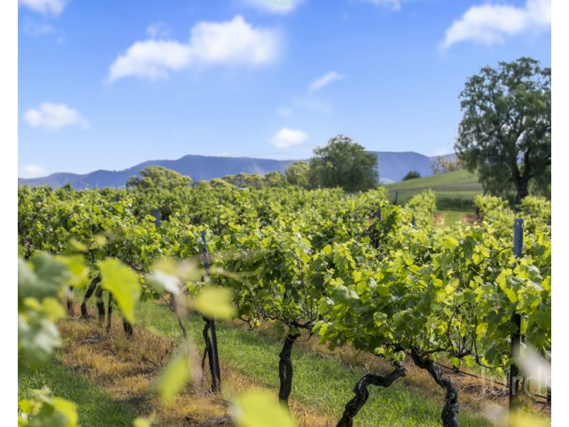 59 Palmers Lane, Pokolbin NSW 2320