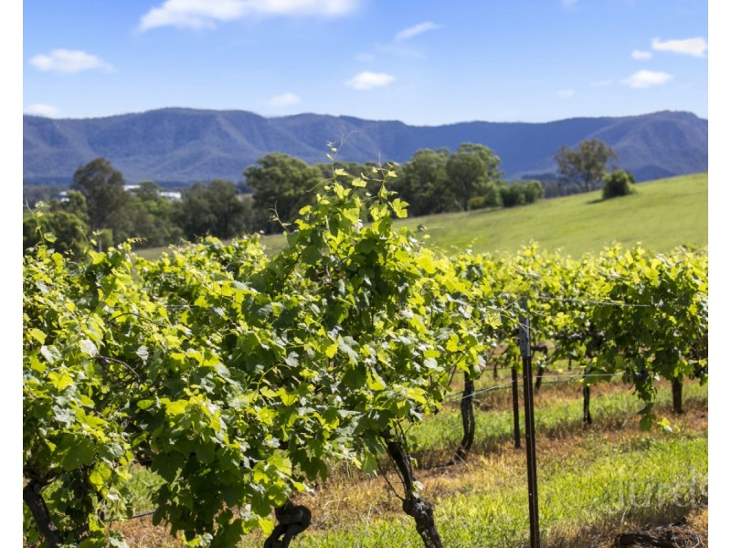 59 Palmers Lane, Pokolbin NSW 2320