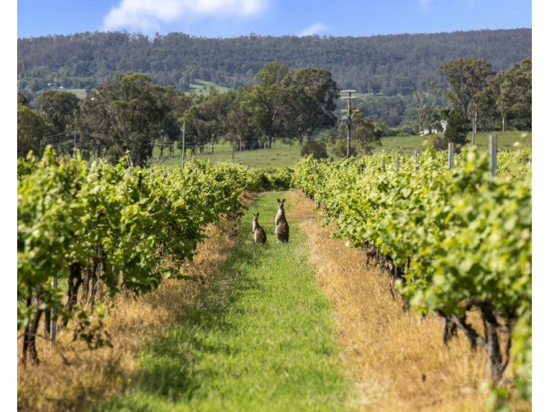 59 Palmers Lane, Pokolbin NSW 2320