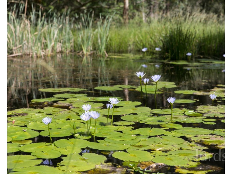 236 Mount Faulk Road, Cooranbong NSW 2265