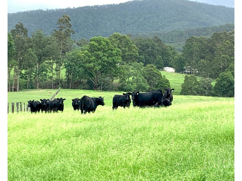 1405 Mount View Road, Mount View NSW 2325
