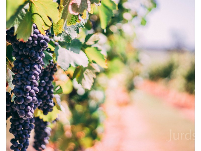 997 Milbrodale Road, Broke NSW 2330