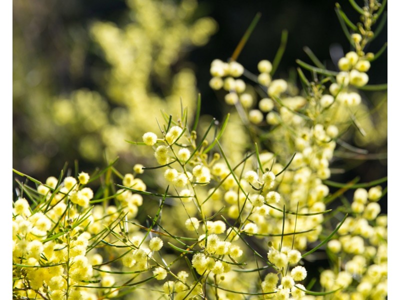 234 Tuckers Lane, North Rothbury NSW 2335