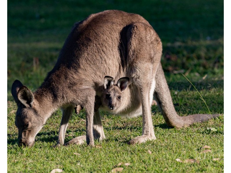 234 Tuckers Lane, North Rothbury NSW 2335