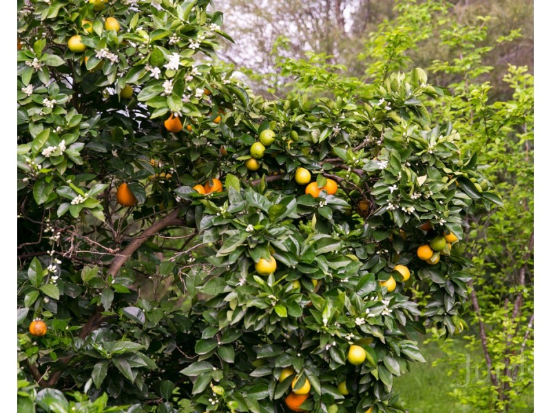 339 Talga Road, Lovedale NSW 2325