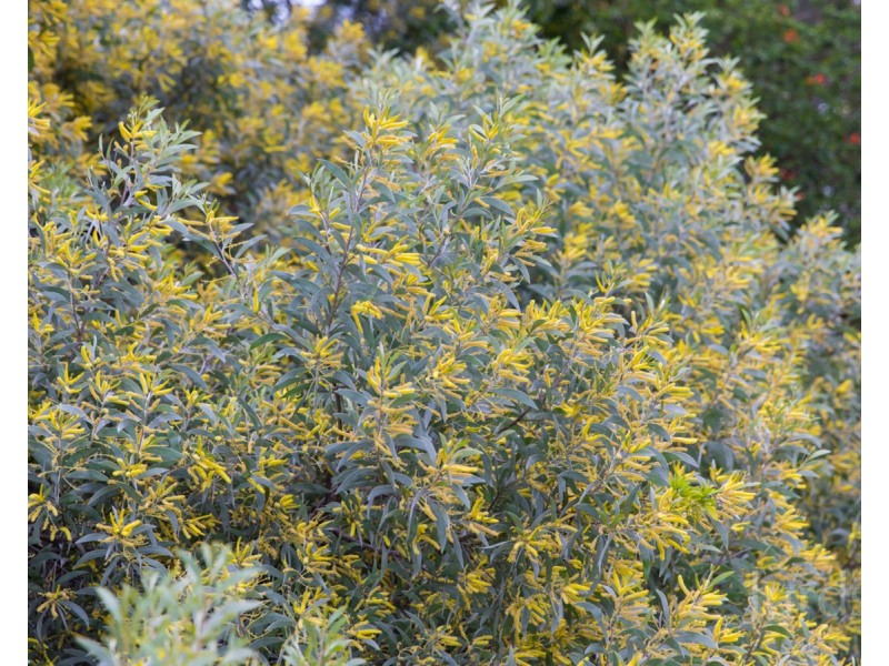 339 Talga Road, Lovedale NSW 2325