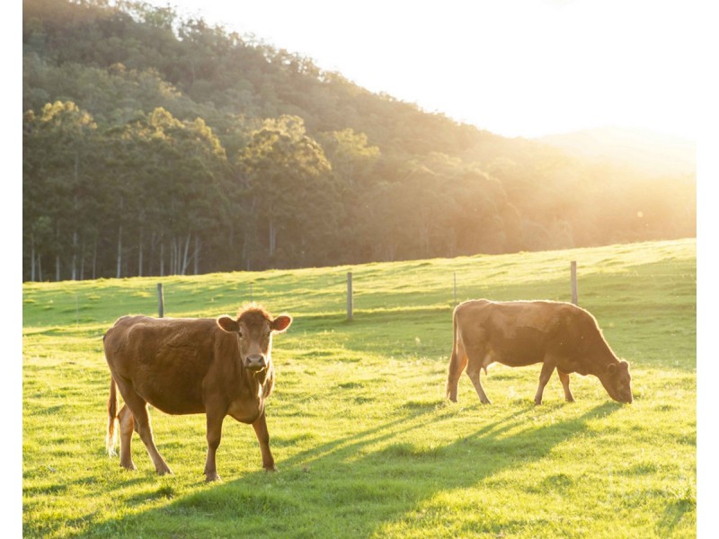 1648 Wollombi Road, Millfield NSW 2325