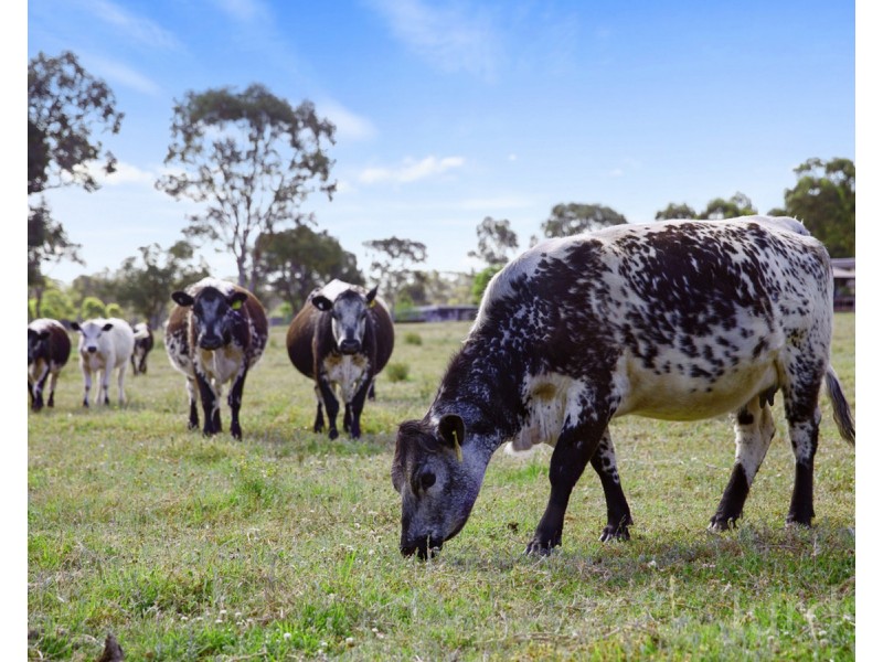 60 Mears Lane, Keinbah NSW 2320