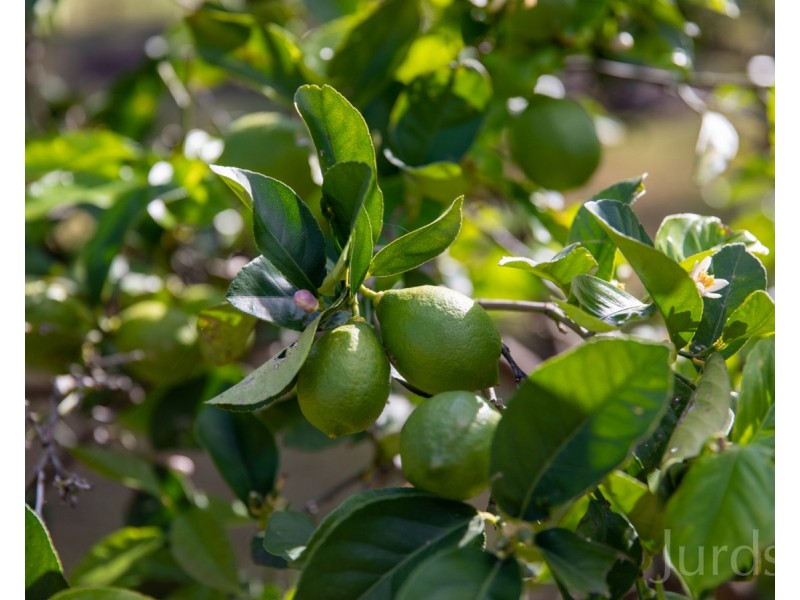 60 Mears Lane, Keinbah NSW 2320