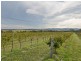 Lot 2 Wine Country Drive, Pokolbin NSW 2320