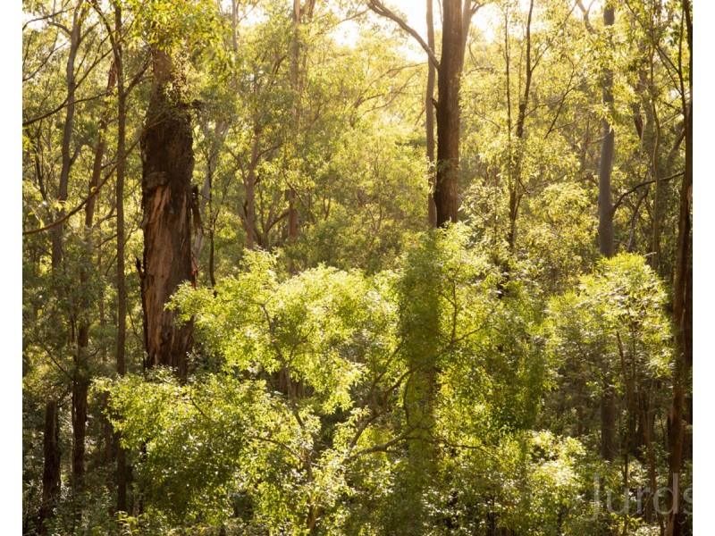 131 Rodney Road, Mount Vincent NSW 2323