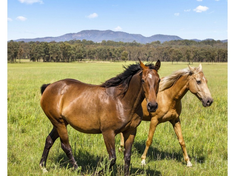 Lot 5 Roughit Lane, Sedgefield NSW 2330