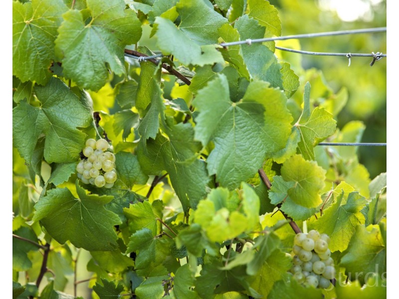 Lot 3, 2 Oakey Creek Road, Kelman Vineyard, Pokolbin NSW 2320