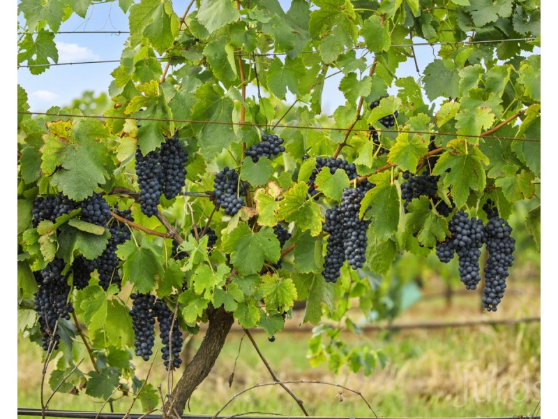 536 De Beyer’s Road, Pokolbin NSW 2320