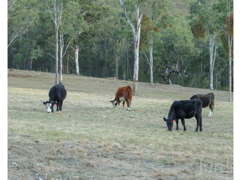 1087 Wollombi Road, Broke NSW 2330