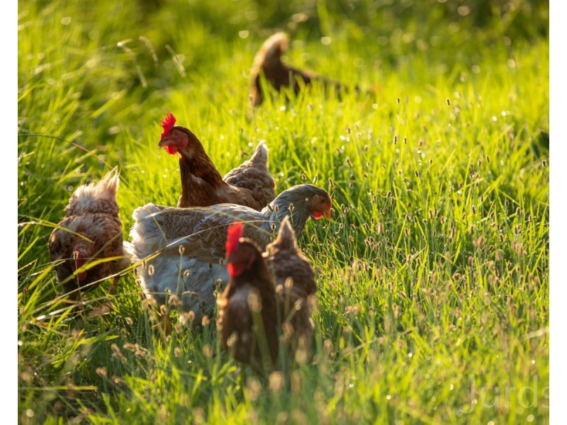 712 Luskintyre Road, Luskintyre NSW 2321