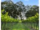 168 Palmers Lane, Pokolbin NSW 2320