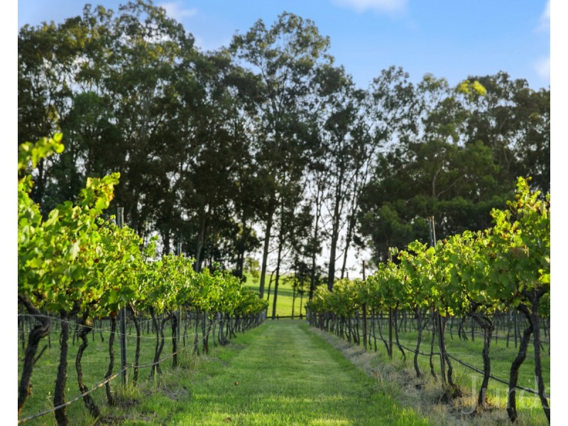 168 Palmers Lane, Pokolbin NSW 2320