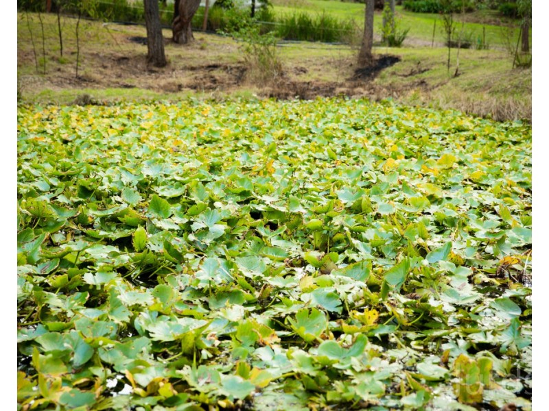 4 Langlands Road, Glen Oak NSW 2320