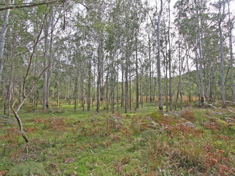 136 Blackwattle Track, Laguna NSW 2325