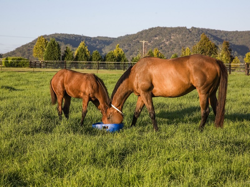 2401 Putty Road, Broke NSW 2330