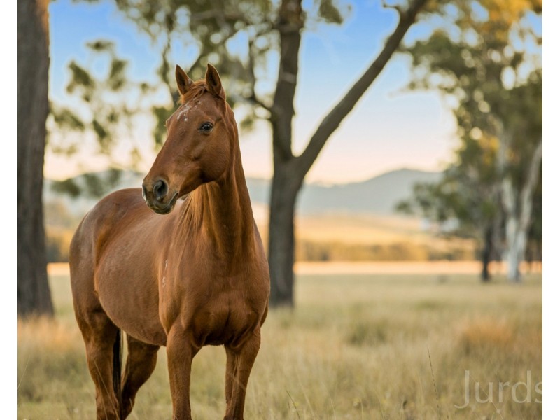Lot 11 De Beyer’s Road, Pokolbin NSW 2320