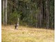 Proposed Lot 22 Coney Creek Lane, Quorrobolong NSW 2325