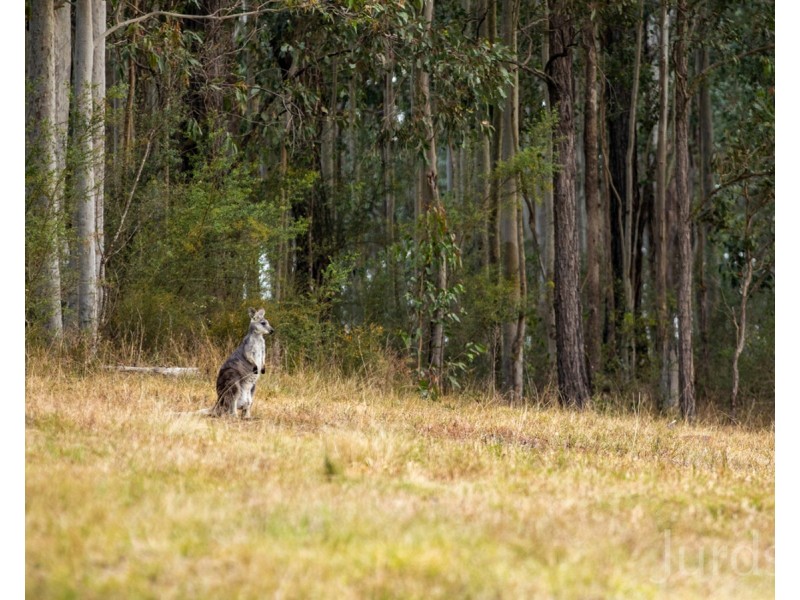 Proposed Lot 22 Coney Creek Lane, Quorrobolong NSW 2325
