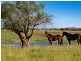 665 Luskintyre Road, Luskintyre NSW 2321