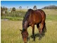 665 Luskintyre Road, Luskintyre NSW 2321
