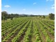 555 Oakey Creek Road, Pokolbin NSW 2320