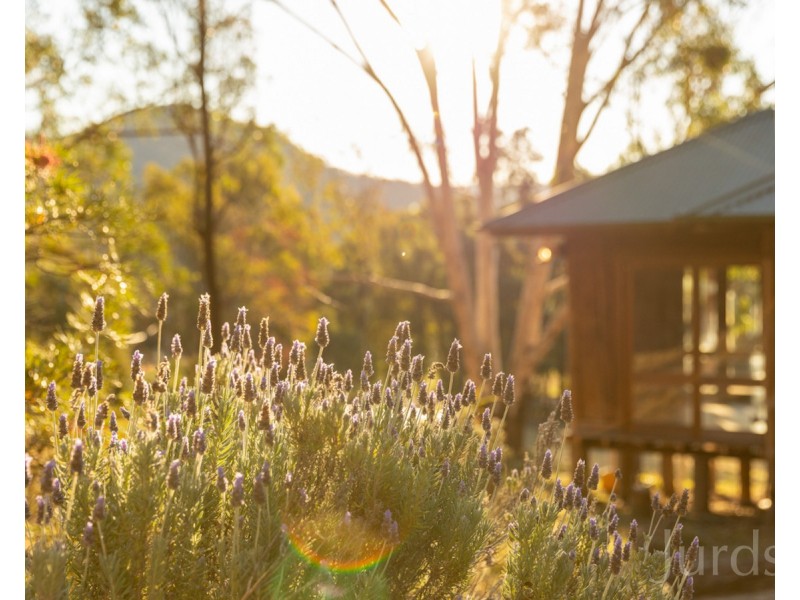 697 Wollombi Road, Broke NSW 2330