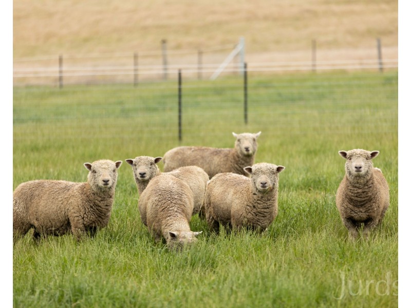 317c Elderslie Road, Branxton NSW 2335