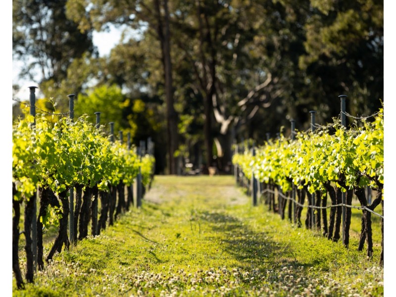 1594 Broke Road, Pokolbin NSW 2320