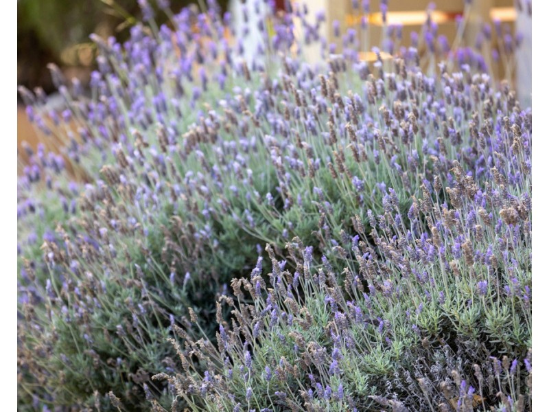 Lot 30 Kelman Vineyard, 2 Oakey Creek Road, Pokolbin NSW 2320